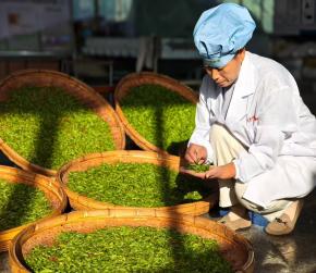 乐茶茶业制茶现场
