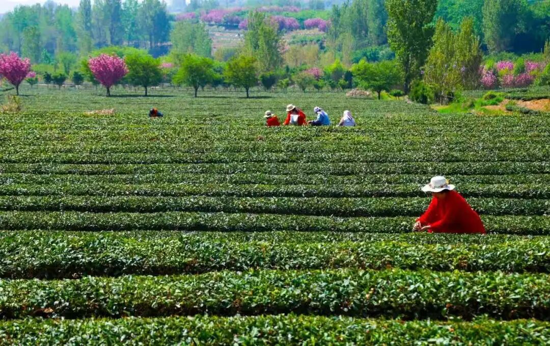 海青茶园中的茶树与山地景观